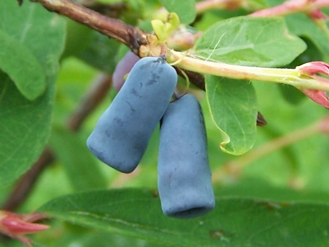 Hybrid spectroscopy model estimated polyphenol content in blue honeysuckle