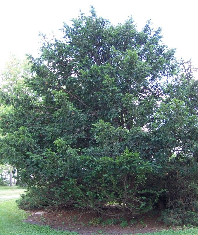 Climate change may shift suitable ranges of four Taxus species northward